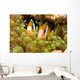 Clown Anemonefish Hiding In Anemone Wall Mural