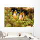 Clown Anemonefish Hiding In Anemone Wall Mural