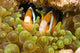 Clown Anemonefish Hiding In Anemone Wall Mural