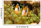 Clown Anemonefish Hiding In Anemone Wall Mural
