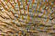 Micronesia, Close-Up Of Crown-Of-Thorns Starfish Wall Mural
