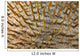 Micronesia, Close-Up Of Crown-Of-Thorns Starfish Wall Mural