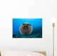 USA, Spotted Pufferfish Expanded Floating In Blue Ocean Wall Mural
