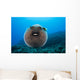 USA, Spotted Pufferfish Expanded Floating In Blue Ocean Wall Mural