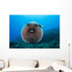 USA, Spotted Pufferfish Expanded Floating In Blue Ocean Wall Mural