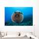 USA, Spotted Pufferfish Expanded Floating In Blue Ocean Wall Mural
