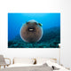 USA, Spotted Pufferfish Expanded Floating In Blue Ocean Wall Mural