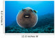 USA, Spotted Pufferfish Expanded Floating In Blue Ocean Wall Mural