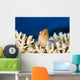 Micronesia, Close-Up Of Arc-Eye Hawkfish Wall Mural