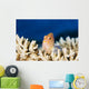 Micronesia, Close-Up Of Arc-Eye Hawkfish Wall Mural