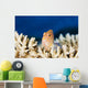 Micronesia, Close-Up Of Arc-Eye Hawkfish Wall Mural