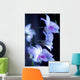 Hawaii, Kauai, White Orchid With Purple Lighting Wall Mural