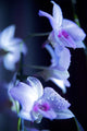 Hawaii, Kauai, White Orchid With Purple Lighting Wall Mural