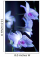 Hawaii, Kauai, White Orchid With Purple Lighting Wall Mural