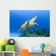 USA, Green Sea Turtle Endangered Species Wall Mural