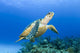 USA, Green Sea Turtle Endangered Species Wall Mural