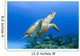 USA, Green Sea Turtle Endangered Species Wall Mural
