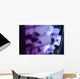 Hawaii, Kauai, White Orchid With Purple Lighting Wall Mural