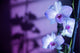 Hawaii, Kauai, White Orchid With Purple Lighting Wall Mural