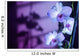 Hawaii, Kauai, White Orchid With Purple Lighting Wall Mural