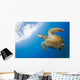 USA, Green Sea Turtle Endangered Species Wall Mural