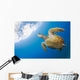 USA, Green Sea Turtle Endangered Species Wall Mural