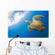 USA, Green Sea Turtle Endangered Species Wall Mural