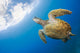USA, Green Sea Turtle Endangered Species Wall Mural