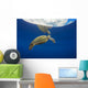 USA, Green Sea Turtle Endangered Species Wall Mural
