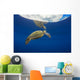 USA, Green Sea Turtle Endangered Species Wall Mural