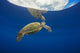 USA, Green Sea Turtle Endangered Species Wall Mural