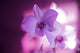 Hawaii, Kauai, White Orchid With Pink Lighting Wall Mural