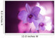 Hawaii, Kauai, White Orchid With Pink Lighting Wall Mural