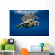 USA, Green Sea Turtle Endangered Species Wall Mural