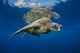 USA, Green Sea Turtle Endangered Species Wall Mural