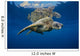 USA, Green Sea Turtle Endangered Species Wall Mural