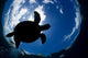 USA, Green Sea Turtle Endangered Species Wall Mural