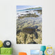 USA, Green Sea Turtle Endangered Species Wall Mural