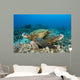 Hawaii, Green Sea Turtles Over Coral Reef Wall Mural