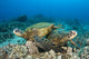 Hawaii, Green Sea Turtles Over Coral Reef Wall Mural