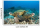 Hawaii, Green Sea Turtles Over Coral Reef Wall Mural