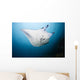 Micronesia, Manta Ray In Beautiful Turquoise Water Wall Mural