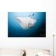 Micronesia, Manta Ray In Beautiful Turquoise Water Wall Mural
