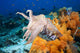Indonesia, Cuttlefish Wall Mural
