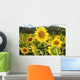 Hawaii, Oahu, North Shore, Sunflower Field Wall Mural