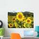 Hawaii, Oahu, North Shore, Sunflower Field Wall Mural