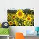 Hawaii, Oahu, North Shore, Sunflower Field Wall Mural