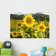Hawaii, Oahu, North Shore, Sunflower Field Wall Mural