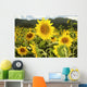 Hawaii, Oahu, North Shore, Sunflower Field Wall Mural