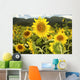 Hawaii, Oahu, North Shore, Sunflower Field Wall Mural